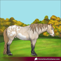 Horse Color:Buckskin Roan Dun Frame Appaloosa 
