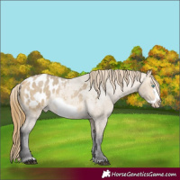Horse Color:Buckskin Roan Dun Frame Appaloosa 