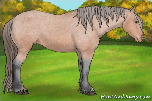 Horse Color:Bay Appaloosa 
