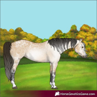 Horse Color:Gray Buckskin Ice Dun