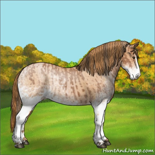 Horse Color:White Spotted Bay Roan Splash  and White Spotted Bay Roan Pearl Splash 