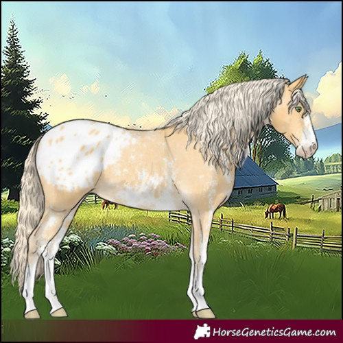 Horse Color:Gold Cream Champagne Sabino Appaloosa