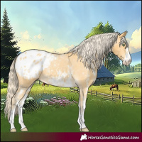 Horse Color:Gold Cream Champagne Sabino Appaloosa 