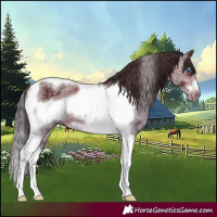 Horse Color:Bay Ice Sabino Splash Tobiano Frame 