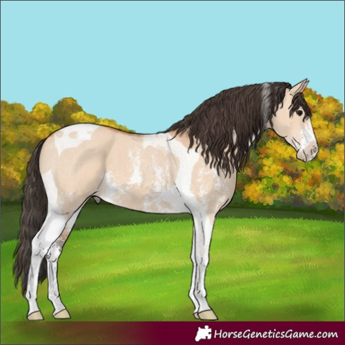 Horse Color:Bay Dun Sabino Tobiano 