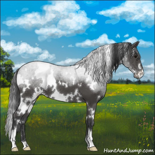 Horse Color:White Spotted Black