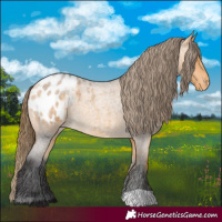 Horse Color:Buckskin Roan Appaloosa 