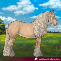 Horse Color:Palomino Roan 