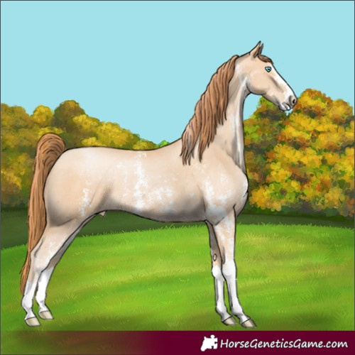 Horse Color:Buckskin Pearl Sabino