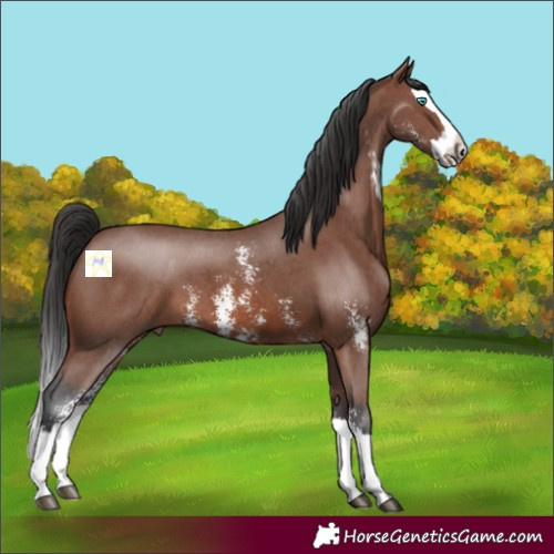 Horse Color:Brown Sabino Splash 