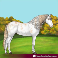 Horse Color:White Spotted Chestnut Sabino Rabicano 