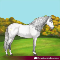 Horse Color:Gray Bay Dun Appaloosa Rabicano 