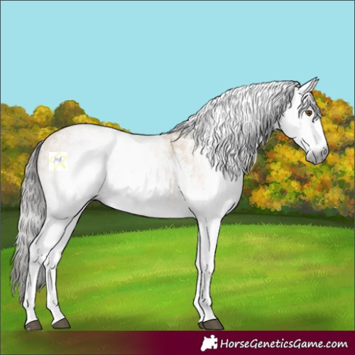 Horse Color:Gray White Spotted Buckskin Dun 