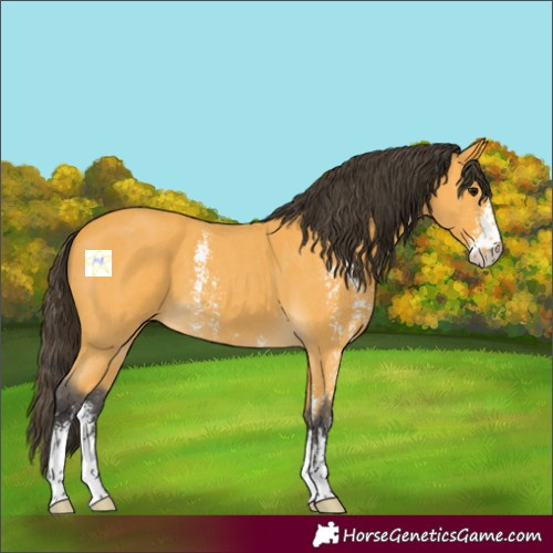 Horse Color:Buckskin Sabino 