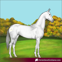 Horse Color:Gray Smoky Black Tobiano 