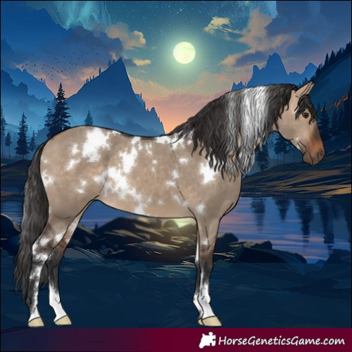Horse Color:White Spotted Bay Dun