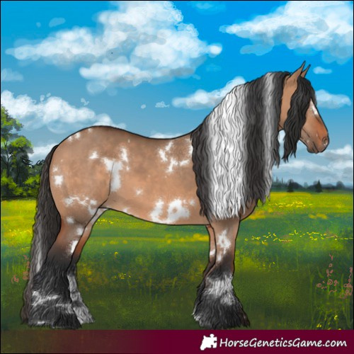 Horse Color:White Spotted Bay Dun 