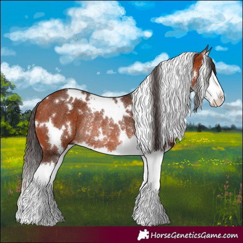 Horse Color:White Spotted Bay Splash Rabicano