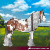 Horse Color:White Spotted Bay Splash Rabicano
