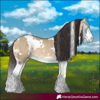 Horse Color:White Spotted Buckskin Dun Splash Rabicano 