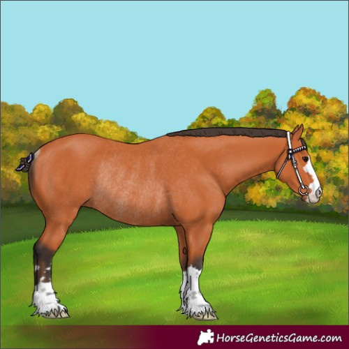 Horse Color:Bay Rabicano 