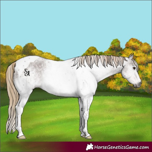 Horse Color:Gray White Spotted Chestnut Ice Tobiano
