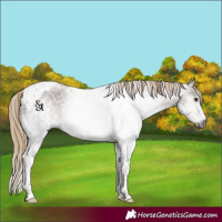 Horse Color:Gray White Spotted Chestnut Ice Tobiano 
