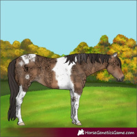 Horse Color:Bay Ice Dun Tobiano 