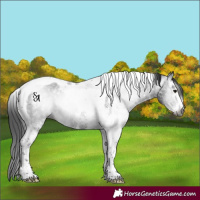 Horse Color:Gray Brown Ice Sabino Tobiano Rabicano 