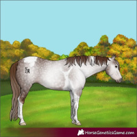 Horse Color:Gray Chestnut Ice Tobiano Appaloosa
