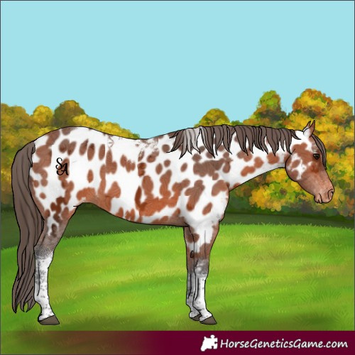 Horse Color:Bay Ice Tobiano Near Leopard