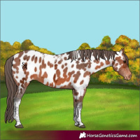 Horse Color:Bay Ice Tobiano Near Leopard 