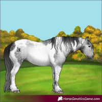 Horse Color:Gray Brown Ice Tobiano
