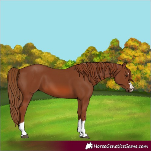 Horse Color:Chestnut 