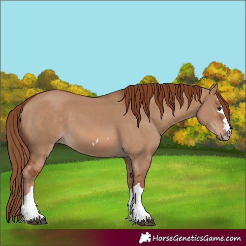 Horse Color:Red Dun 