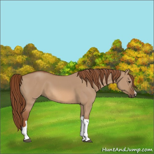 Horse Color:Red Dun 