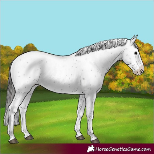 Horse Color:Black Sabino Appaloosa