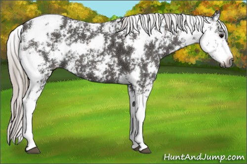 Horse Color:Gray Silver Black Sabino 