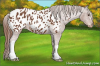 Horse Color:Chestnut Appaloosa