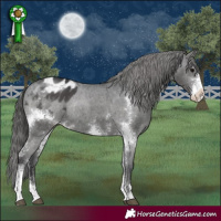 Horse Color:Black Sabino Appaloosa Rabicano