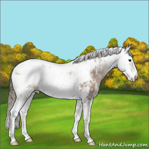 Horse Color:Black Pearl Sabino 