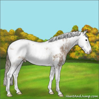Horse Color:Black Pearl Sabino 