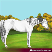 Horse Color:Gray White Spotted Black Ice Splash Tobiano 