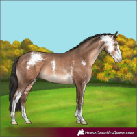 Horse Color:Sable Champagne Sabino 