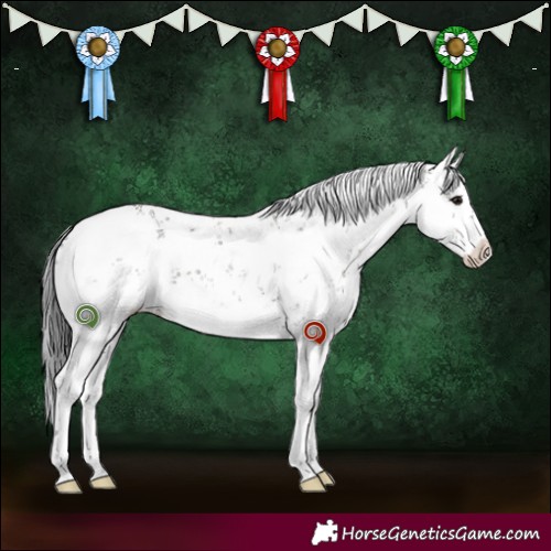 Horse Color:White Spotted Grullo Sabino 