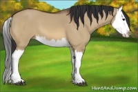 Horse Color:Bay Dun Splash