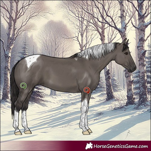 Horse Color:Smoky Grullo Tobiano 