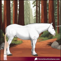 Horse Color:Bay Roan Appaloosa 
