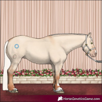 Horse Color:Silver Amber Champagne Dun Rabicano 