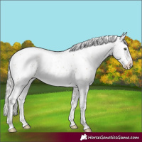 Horse Color:Silver Sable Champagne Sabino Rabicano 
